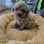 Offer On Cavapoo Male 💥 in Dubai