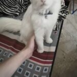Beautiful fox tail kitten for sale with gray blue eyes. in Sharjah