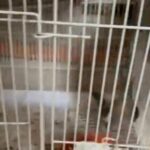 White head cockatiels Pair For Sale in Dubai
