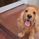 cocker spaniel in Dubai