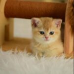 British Shorthair Golden Chinchilla NY12 in Sharjah