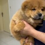 Chow Chow Male and Female Royal Quality in Dubai