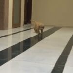 Golden Retriever Puppies 😍 in Sharjah