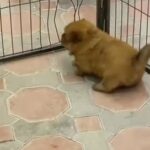 Pure Chow Chow Puppies in Dubai