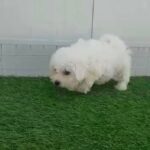 lovely 🤩Bicton puppy  available in Dubai