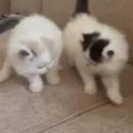 Ragdoll/Persian Kittens Mix in Dubai