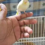 YELLOW LATINO BUDGIES BREEDING PAIR in Abu Dhabi