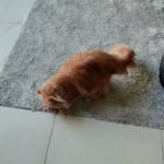 home based cat boarding in Dubai