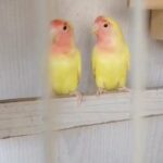 Roz pair red eyes love bird for sale in Sharjah