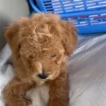 Super Cute MALTIPOO Home Raised Healthy  Puppy Available in Dubai