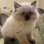 Cat For Sale in Sharjah