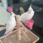 albino cookatail chicks & Budgie in Dubai