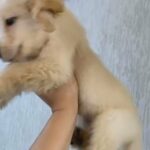 Golden Retriever Puppies Females in Umm Al Quwain