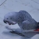 African grey parrot needs new home in RAK City