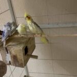 Birds With Big Cage For Sale in Al Ain