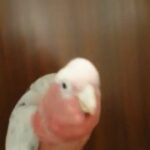 Cockatoo Galah 8 months very Tamed in Dubai