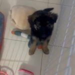 German Shephered Showline Breed Puppy Male 9 Weeks Old in Dubai