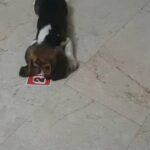 Beagle (2.5months) in Sharjah