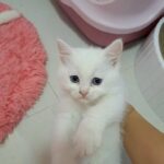 Turkish Angora in Dubai