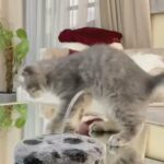 Male Jumbo Scottish Fold Cat For Sale in Sharjah