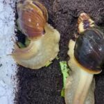 african snails in RAK City
