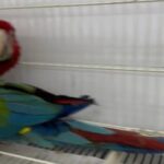 Green Wing Macaw in Dubai