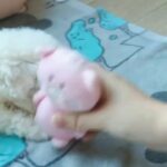 PURE BREED BICHON FRISE HOME RAISED HEALTHY PUPPY AVAILABLE in Dubai