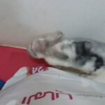 bunny special breed in Dubai