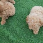 CUTE TOY POODLE HEALTHY PUPPIES AVAILABLE in Dubai