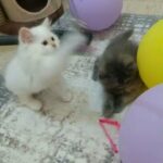 Himalayan ragdoll females in Al Ain