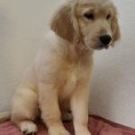 GOLDEN RETRIEVER PUPPIES in Dubai