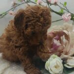 RED TOY POODLE HOME RAISED HEALTHY PUPPY AVAILABLE in Dubai