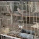 Two year Old pearl Cockatiels For sale in Dubai