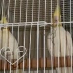 Adult Lutino Cockatiel Pair With Cage & Box in Dubai