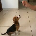 4 month beagle puppy in Dubai