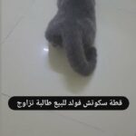 قطة سكوتش فولد للبيع in Sharjah