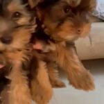 Mini Yorkshire Terrier - Male & Female in Dubai