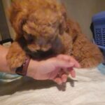 HOME RAISED TOY POODLE HEALTHY PUPPIES AVAILABLE in Dubai