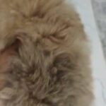 Pomeranian male mini size teddy bear face top quality بوميرينيان اعلى مستوى in Sharjah