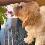 poodle cute puppy for sale in Abu Dhabi
