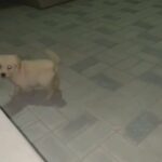 ( Sold ) Golden Retriever in Umm Al Quwain