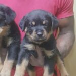 top quality, champion blood rottweiler puppies in Abu Dhabi