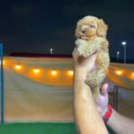 Toy Poodle Male And Female in Dubai