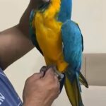 Macaw Blue and Gold in Dubai