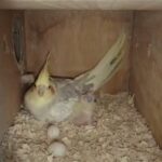 cocktail breeding couple with chick and cage breeding box everything for sale in Sharjah
