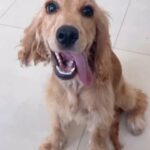 [Sold] Large Cocker Spaniel Breed in Dubai