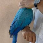 Qasim Birds in Dubai