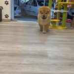 [ Sold ] Chow Chow Female in Sharjah