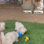 Maltese Puppys in Dubai
