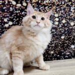 10000dhs fixed pure Maine coon with pedigree in Dubai